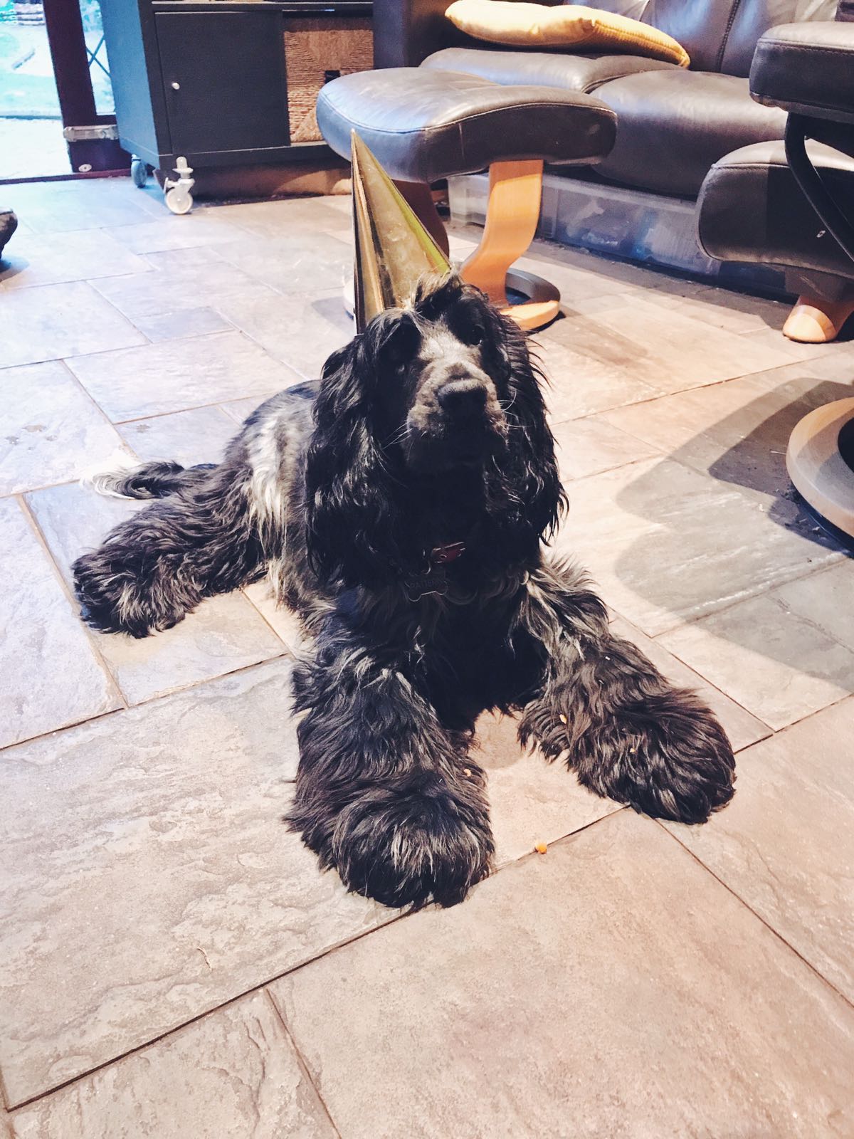 Scooby's Grooming Salon Sutton Coldfield Homepage