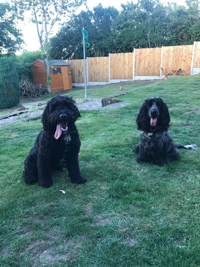 Scooby's Grooming Salon Sutton Coldfield Homepage