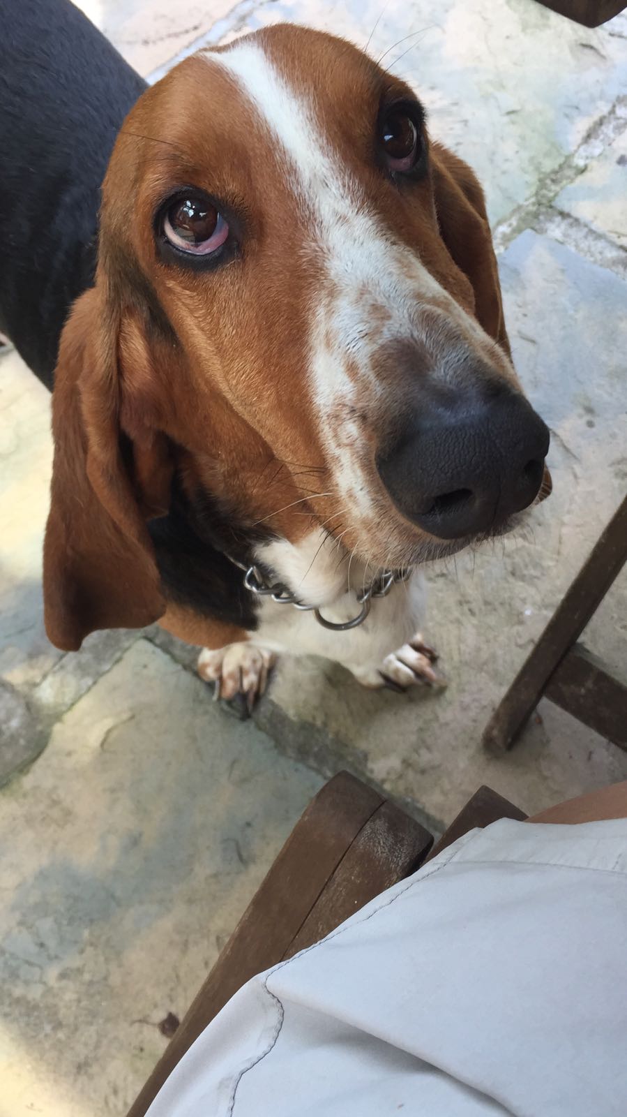 Scooby's Grooming Salon Sutton Coldfield Homepage