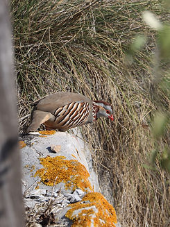 IMG_2131_edited.jpg