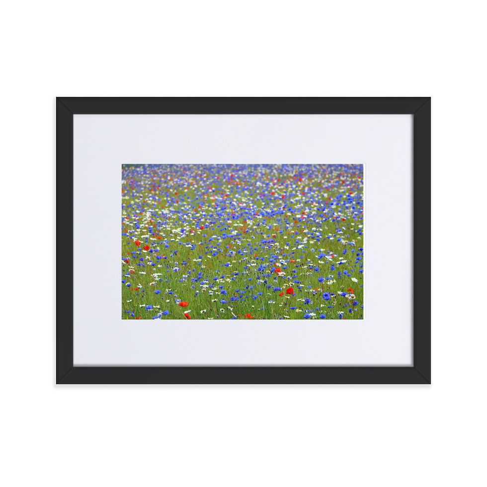 Thumbnail: Matte Paper Framed Print- Wildflower Meadow