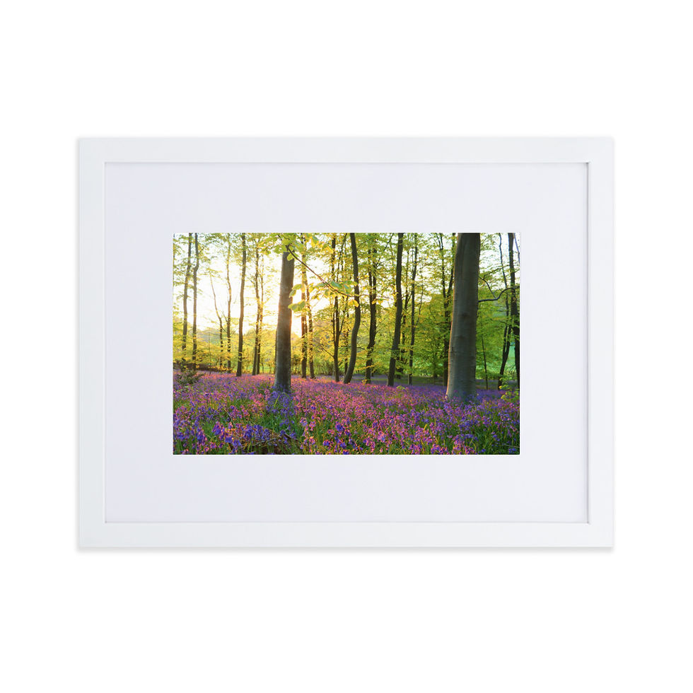 Thumbnail: Matte Paper Framed Print- Bluebells