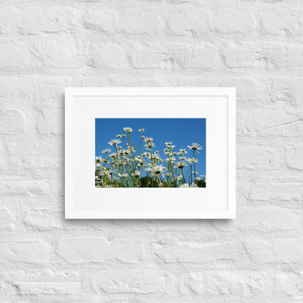 Thumbnail: Matte Paper Framed Print- Oxeye Daisies