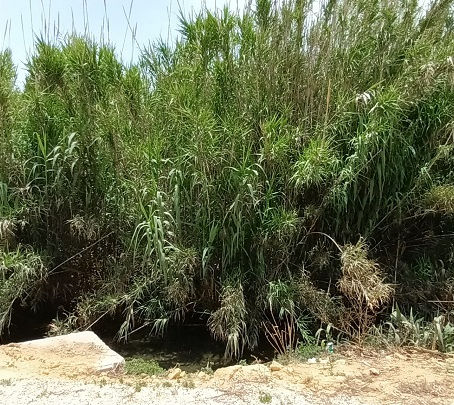SUCCEDE SOLO A CAMPOBELLO! UN'OASI NATURALE IN PIENO CENTRO
