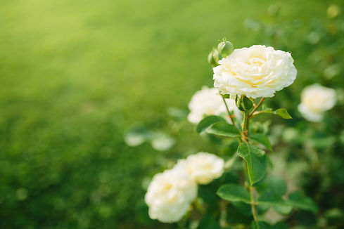 AdobeStock_325726681.jpeg