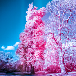Kew Gardens