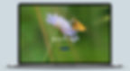 Butterfly Blog website on laptop