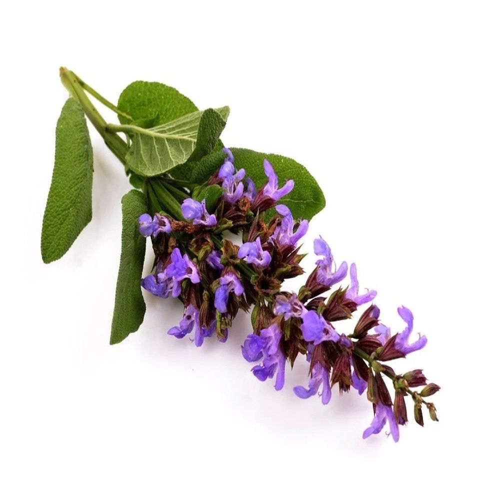 clary-sage.jpg