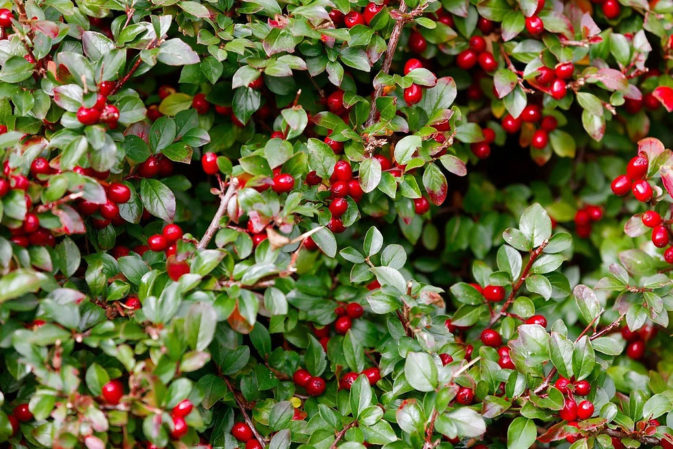 Wintergreen.jpg