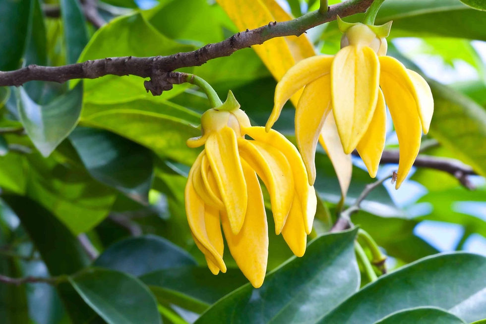 ylang-ylang-scaled.jpg