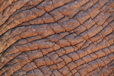 cocoparisienne-elephant-skin-245071.jpg