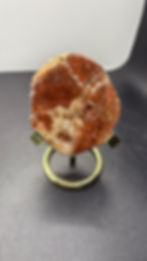 Miniatura: Polished Petrified Wood Slab