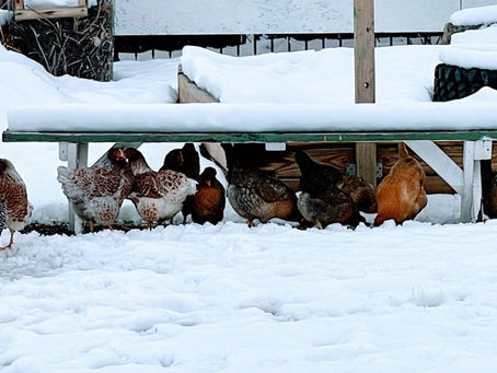 Which Farm Chicken Are You?