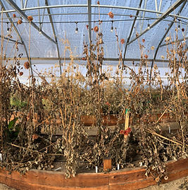 Dead Plants in the Urban Roots Hoop House Ready for Winter Maintenance.jpg