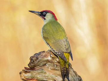 gruenspecht-maennchen-1068724512-istock.jpeg