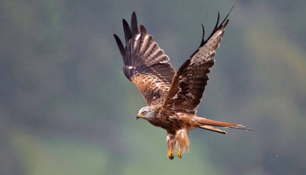Wildtier_Rotmilan_Abflug.jpeg