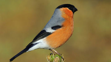 heimische-singvoegel-118~_v-gseagaleriexl.jpeg