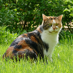 Specki