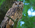 uhu-ast-1022250090-istock.jpeg