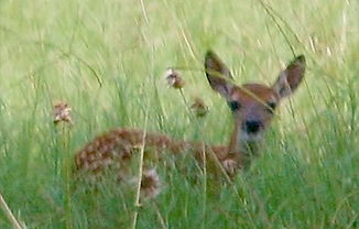Event destination with wildlife