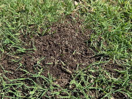 Why Fire Ant Mounds Appear After Rain & How TOPS Controls Them