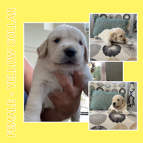 female yellow collar.png