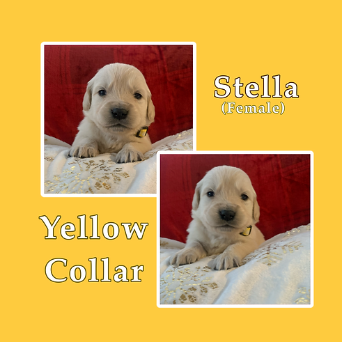 stella.png