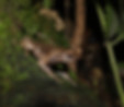 Megophrys_bachykolos.jpg