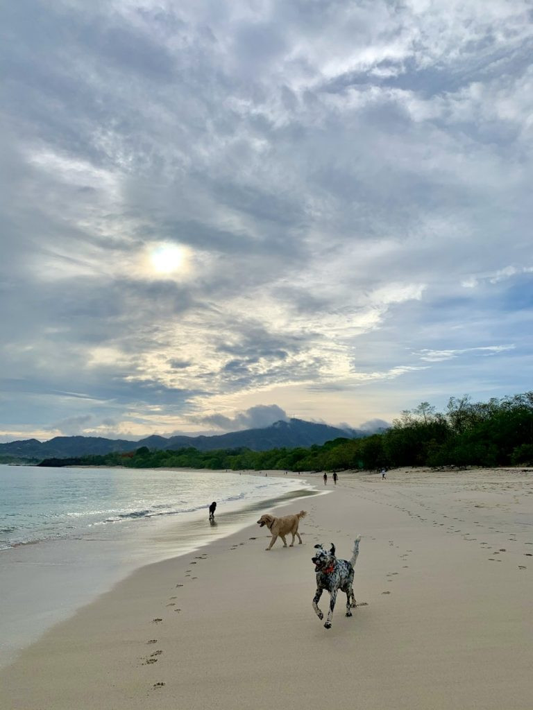 Three dogs walking on Playa Conchal beach Costa Rica