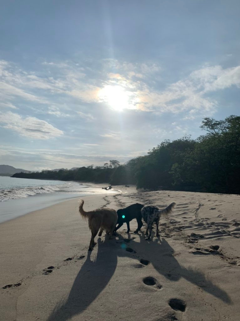 Three dogs on Playa Conchal morning walk