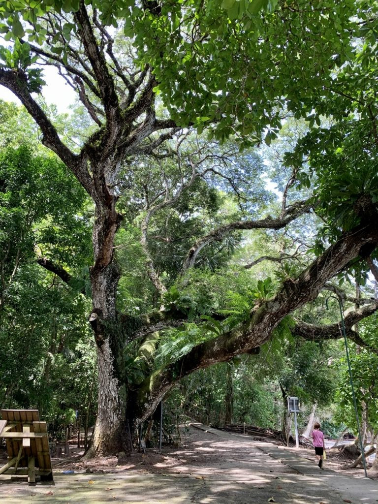 Giant tree at Manuel Antonio Costa Rica