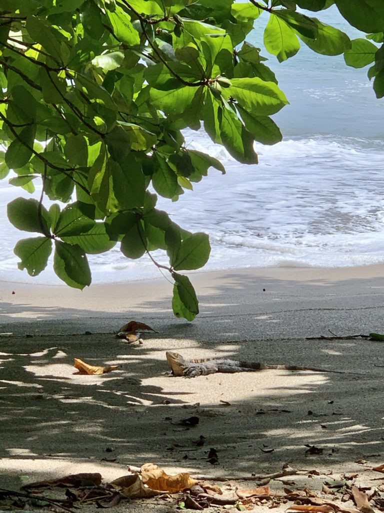 Iguana on beach in Costa Rica