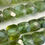 Thumbnail: Green Apatite Square Beads