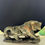 Thumbnail: Labradorite Tiger (7 x 4 inches), showcasing a stunning iridescent sheen.