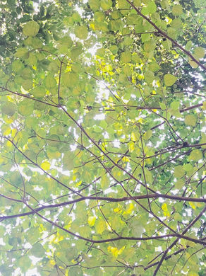 🌿9/23(水)のタイ古式ご予約状況🌿