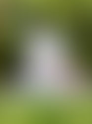 🌿 ジワリ… 🌿