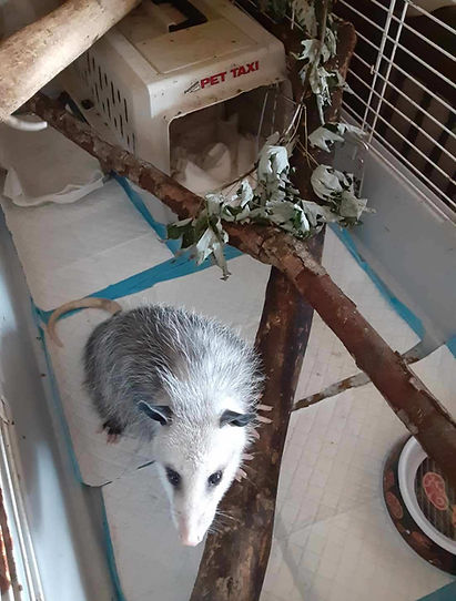 Opossum