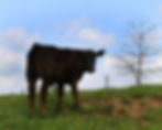 thecows20060506_0603x2.jpg