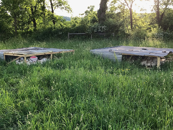 pasture chickens