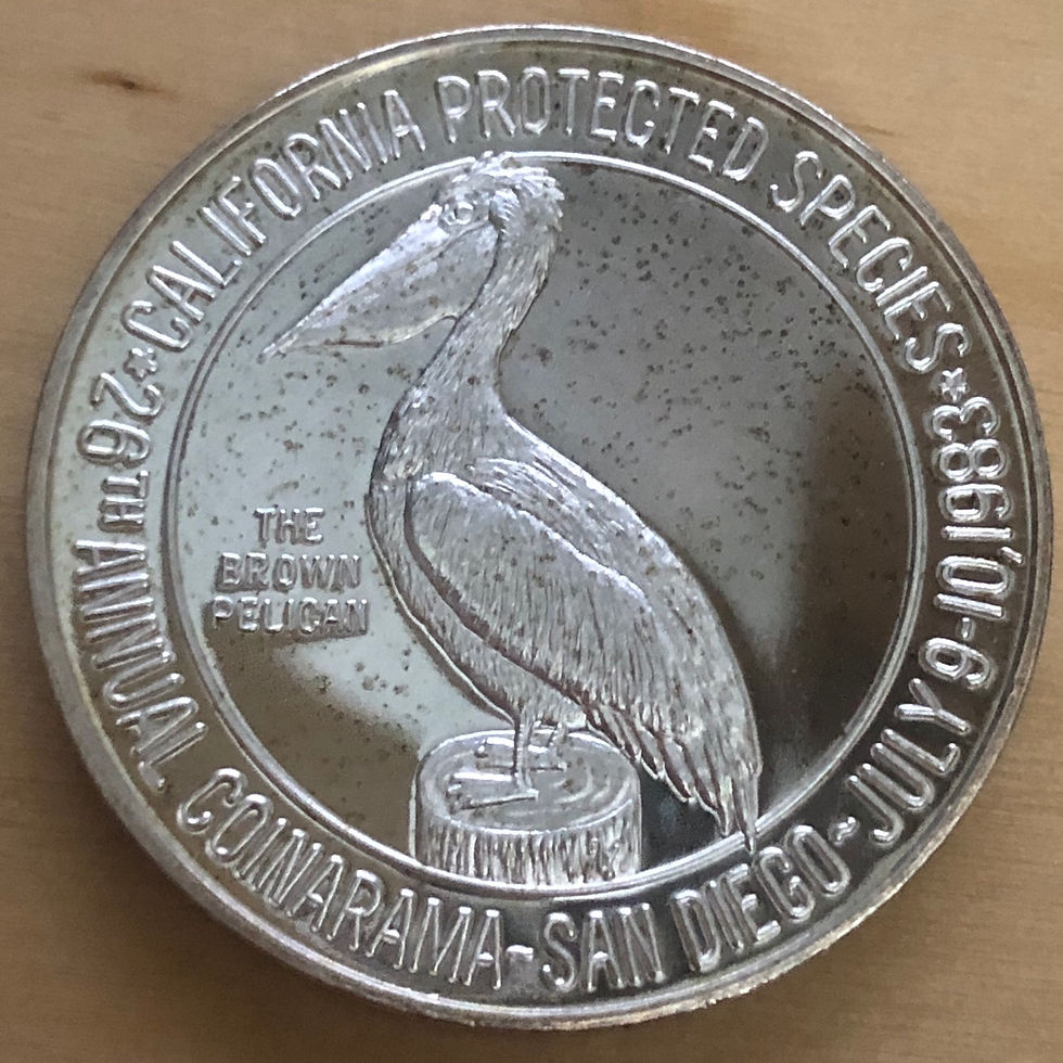 Brown Pelican - Silver