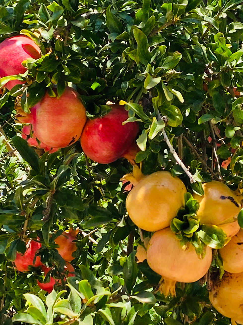 Pomegranates in Crete