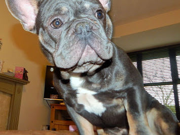 French Bouledogue... Perfect Dog.