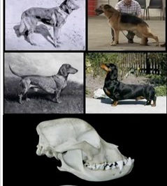 Storia del Cane Modifiche e Danni