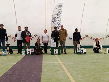 Expo Nazionale di Mestre