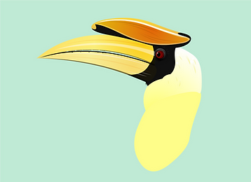 Great Hornbill Head.png