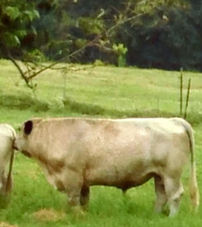 British White Bull