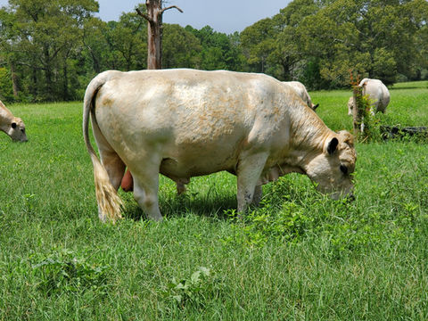 J.West's Edgar, British White Bull