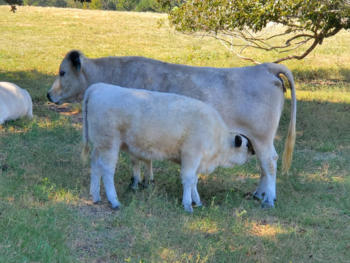 British White Cows for Sale