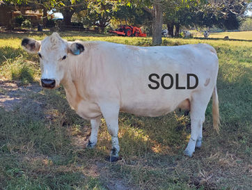 British White Cattle