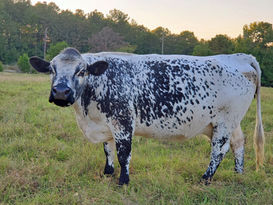 British White Cattle for Sale